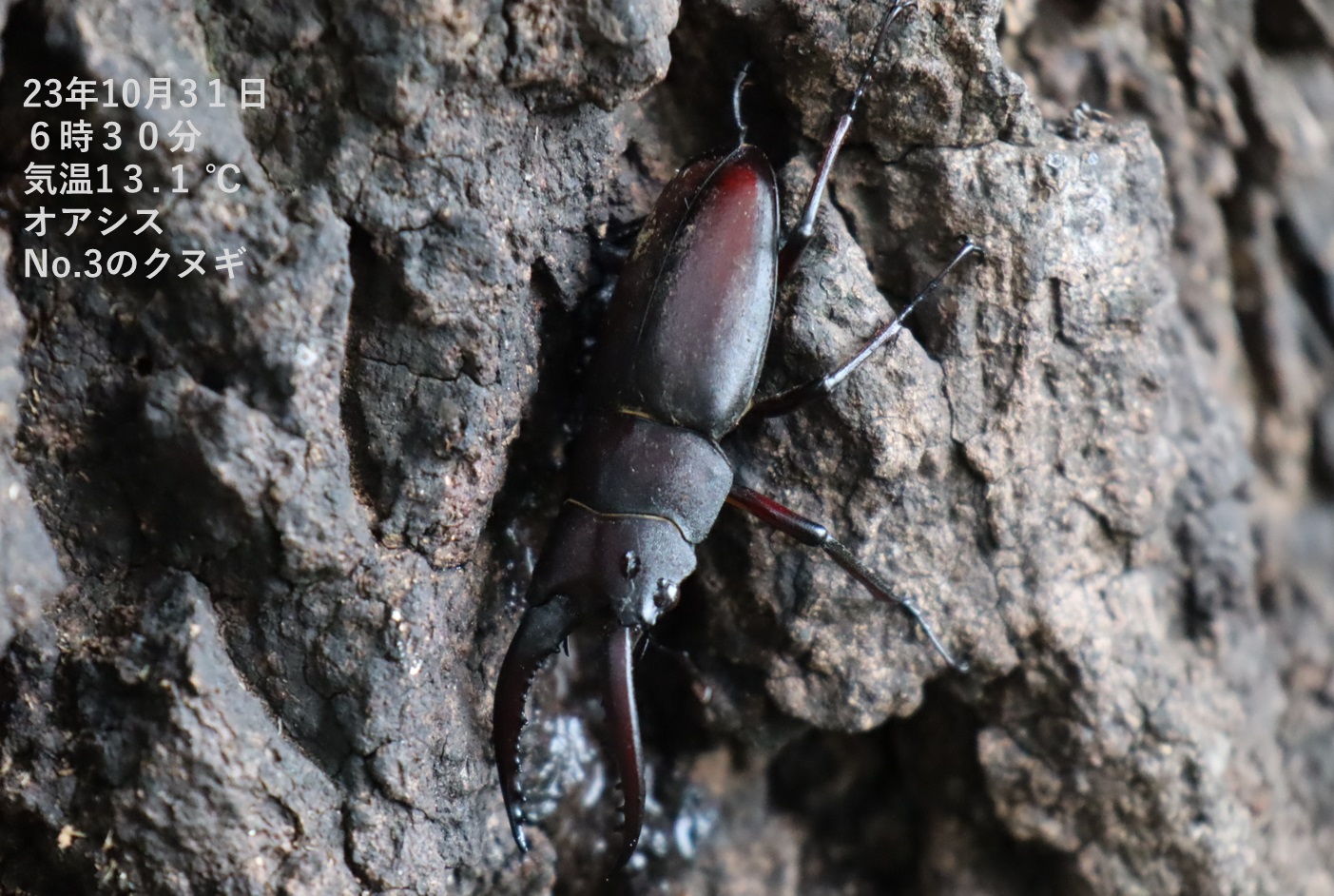 ノコギリクワガタのペア（近景1）_No.3のクヌギ_クワガタ達のオアシス_2023年10月31日6時30分 気温13.1度